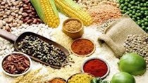 Thị trường ngũ cốc thế giới ngày 24/12: giá đậu tương giảm nhờ mưa Nam Mỹ